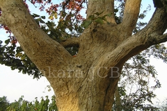 Butea monosperma